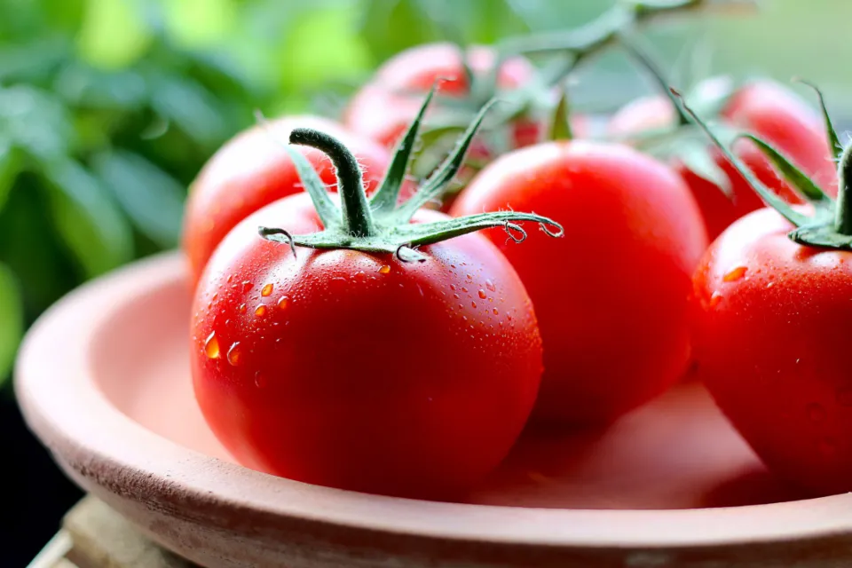 Frische Tomaten
